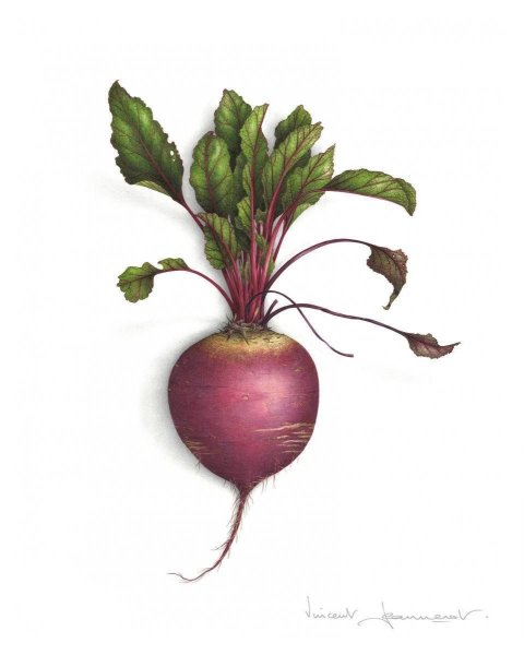 Овощи свекла