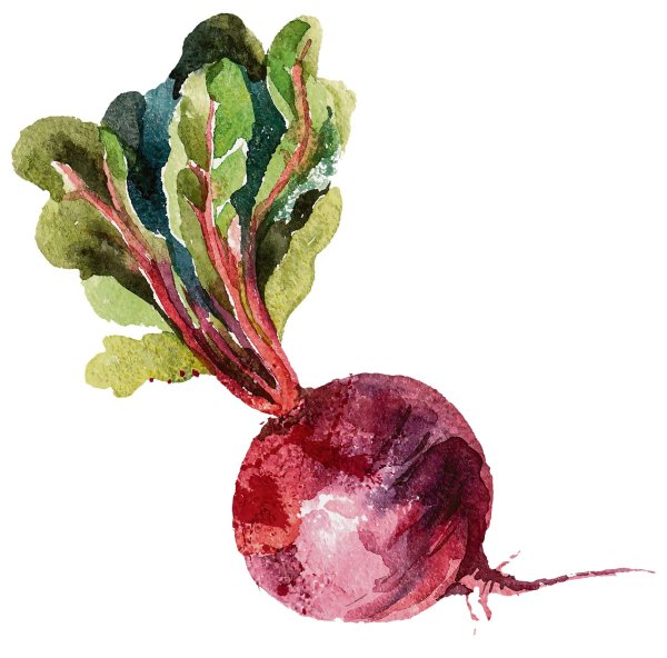 Свекла иллюстрация