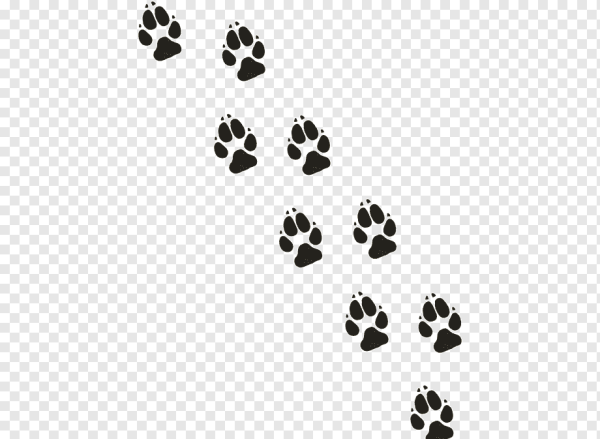 Лапки животных