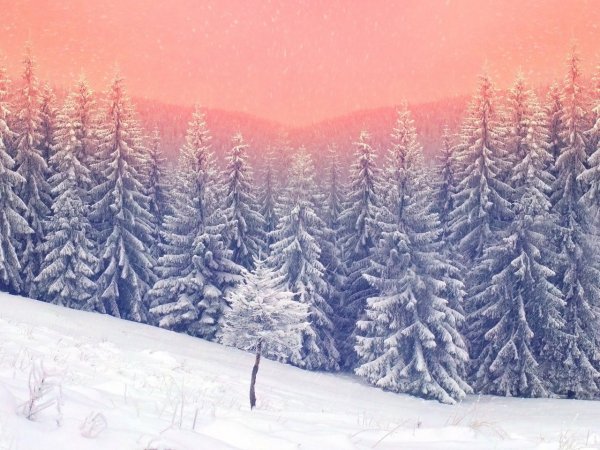 Снежный лес