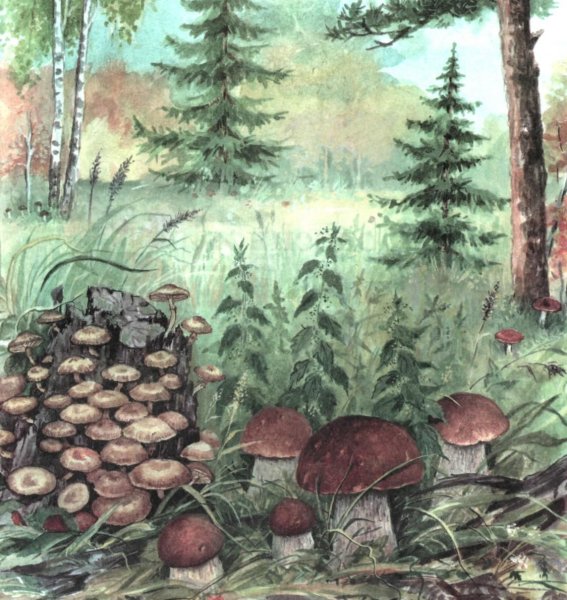 «В лес по грибы» а.Прокофьев