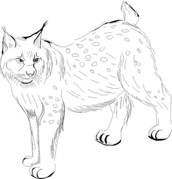 Рысь раскраска для детей