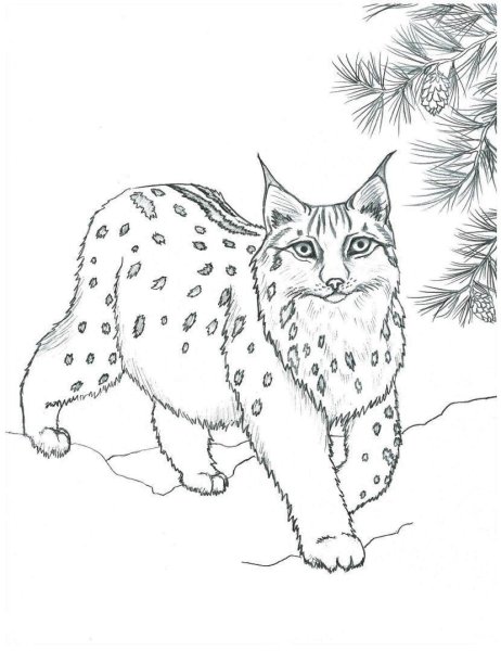 Рысь раскраска