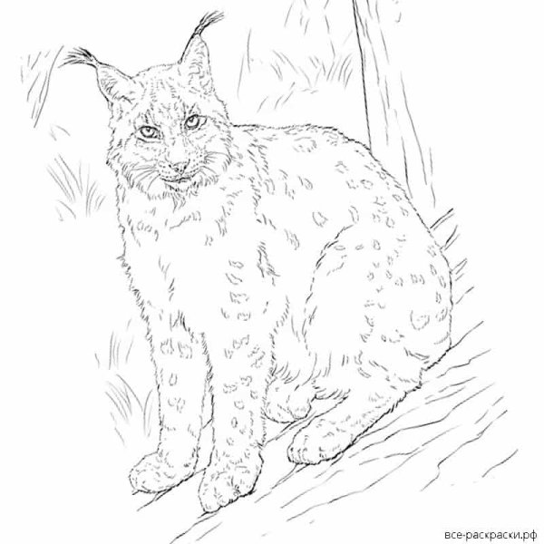 Рысь Кавказская раскраска