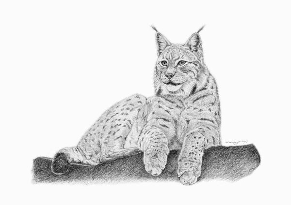 Рысь карандашом