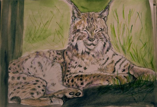 Рысь картинка для детей