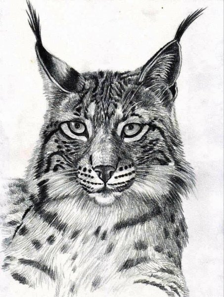 Рысь простым карандашом
