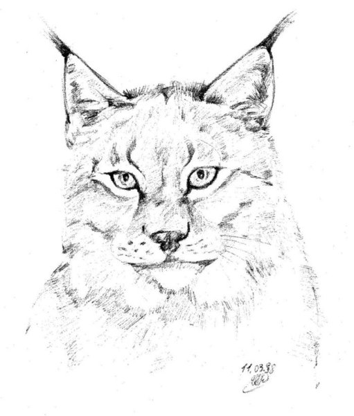 Рысь рисунок карандашом для детей