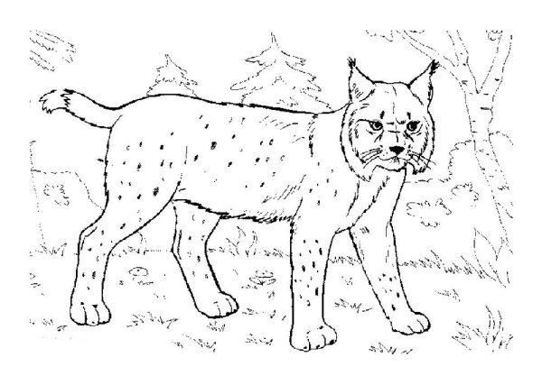 Рысь раскраска