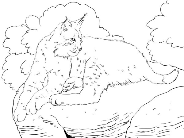 Рысь раскраска для детей