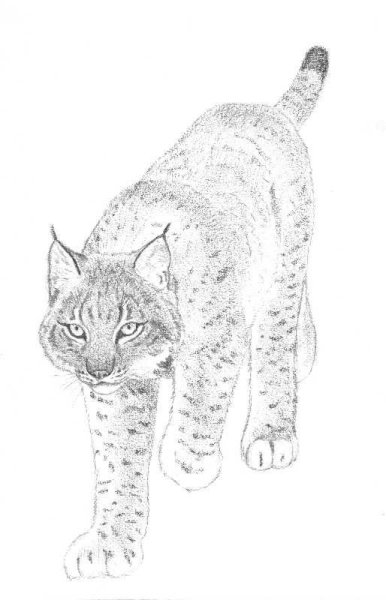 Рысь черно белая