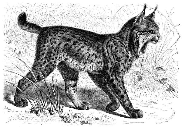 Рысь рисунок