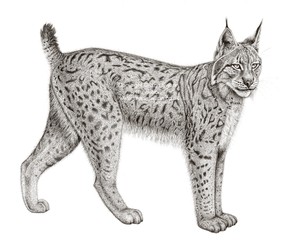 Рысь раскраска