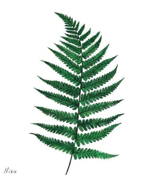 Лист папоротника