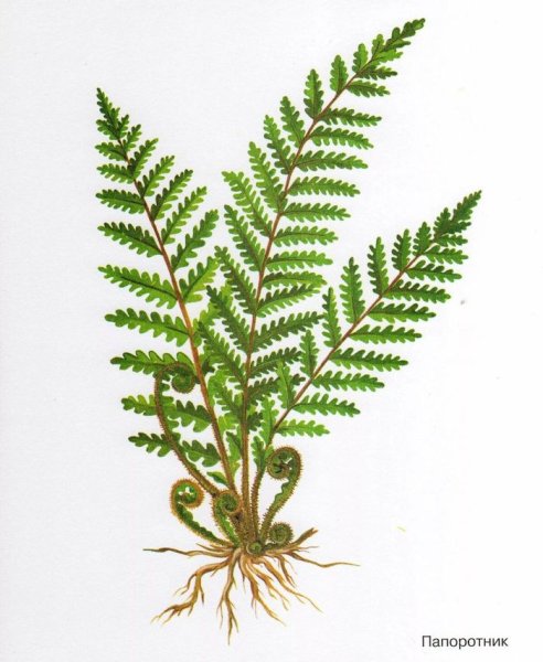 Папоротник Щитовник детки