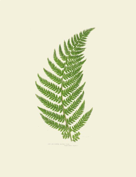 Лист папоротника