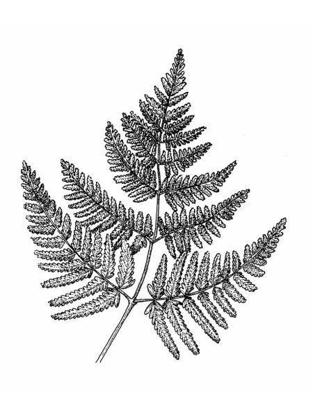 Щитовник контур