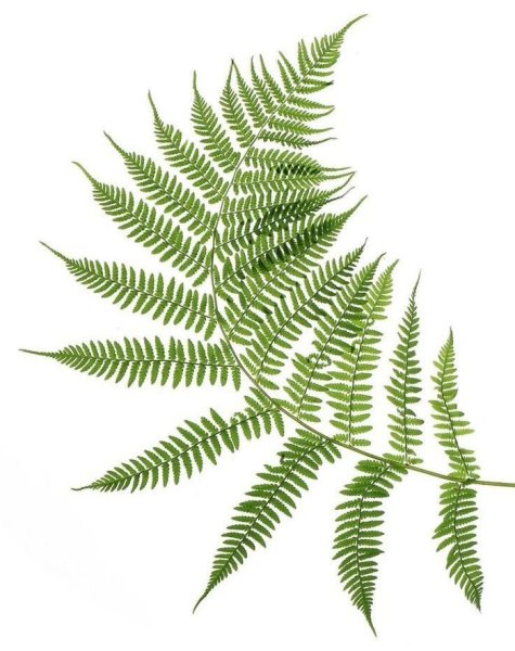 Папоротник Рокферн