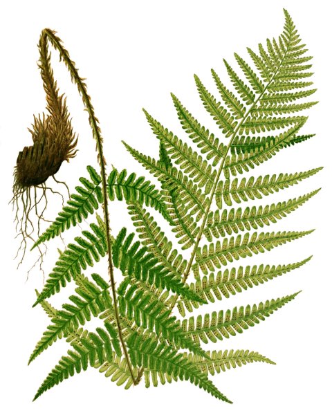 Папоротник Щитовник растение