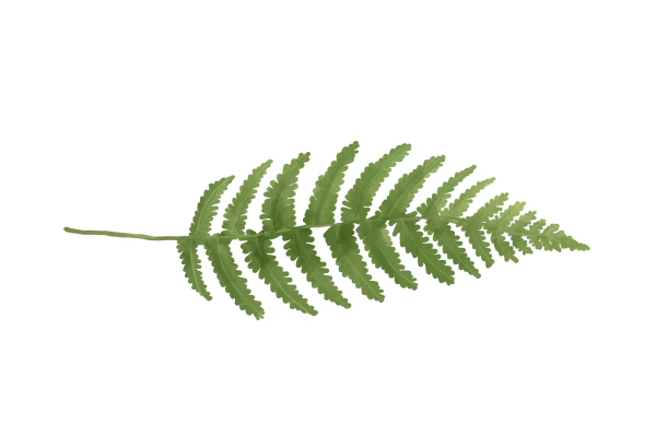 Лист папоротника на прозрачном фоне