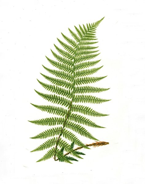 Лист папоротника