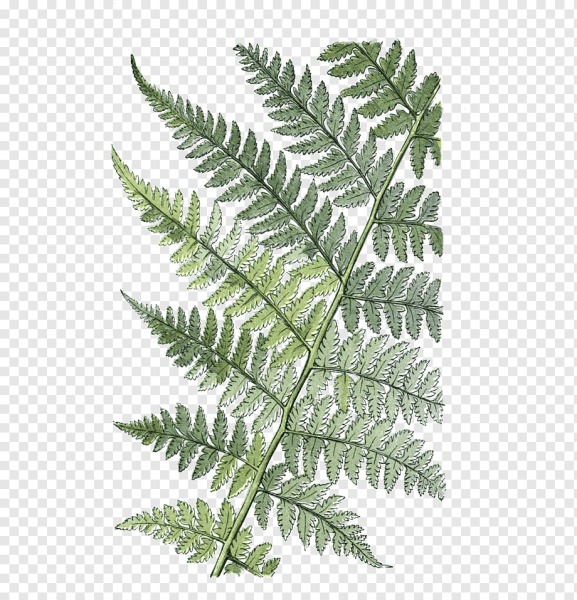 Папоротниковидные Щитовник