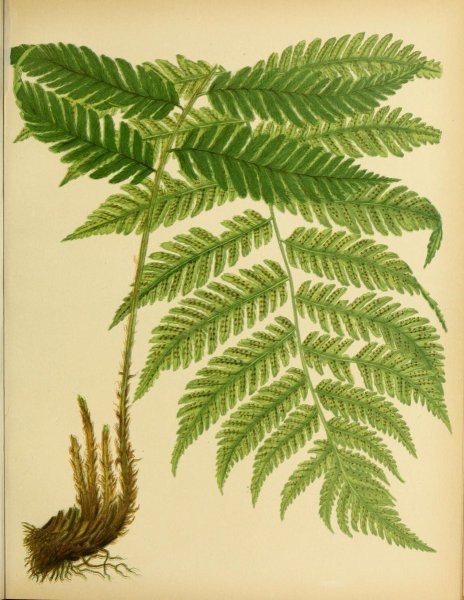 Папоротник Лазар