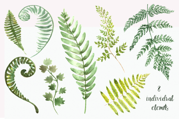 Папоротник рисунок карандашом