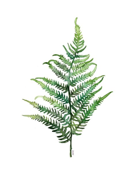 Папоротник ледерварен