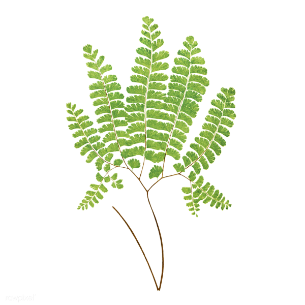 Ветка папоротник адиантум