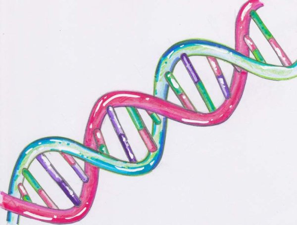 ДНК нарисовать