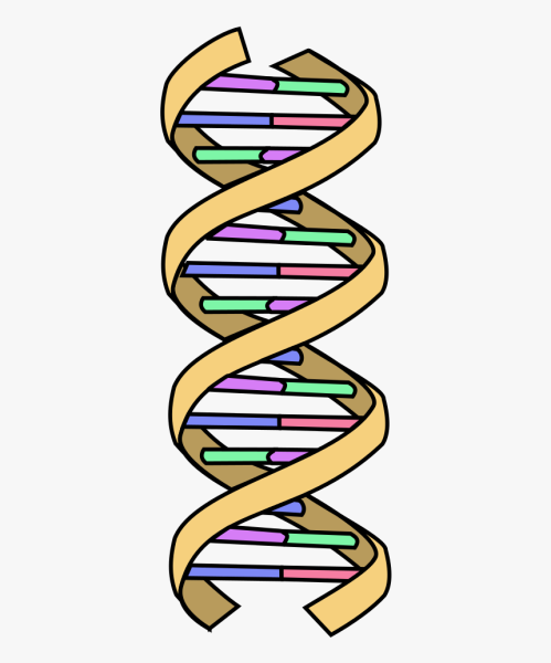 ДНК мультяшная