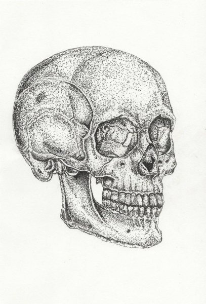 Зарисовки черепа