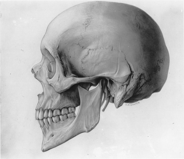 Череп в профиль анатомия