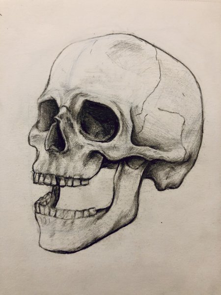 Череп для рисования