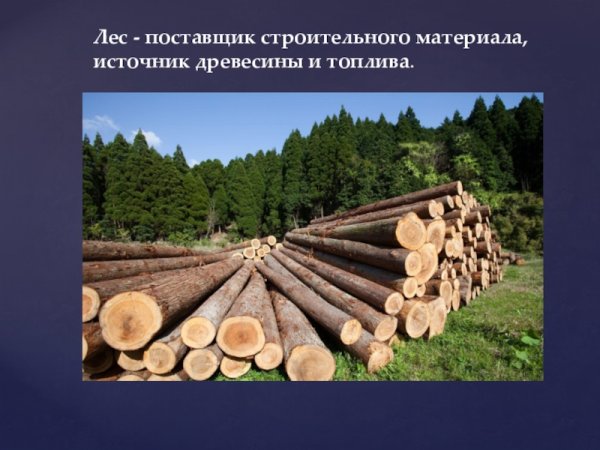 Лес источник древесины