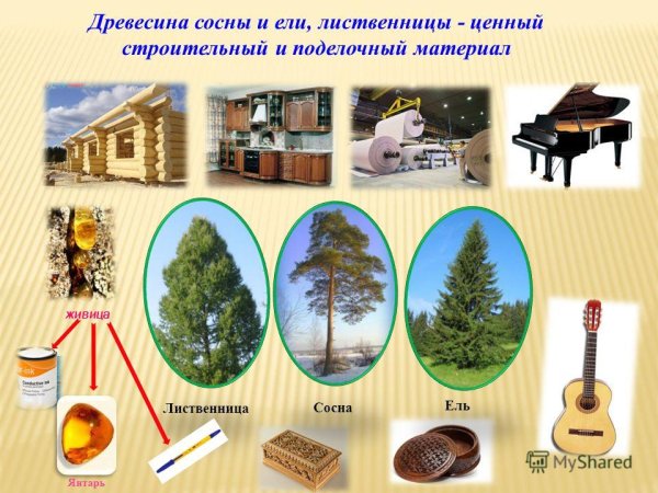 Древесина хвойных используется
