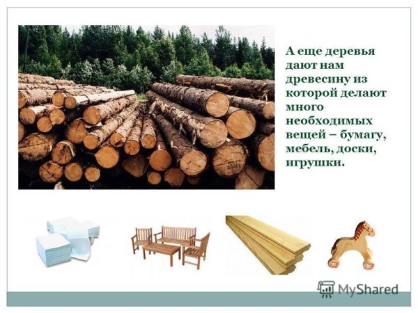 Бумагу изготавливают из древесины сосны