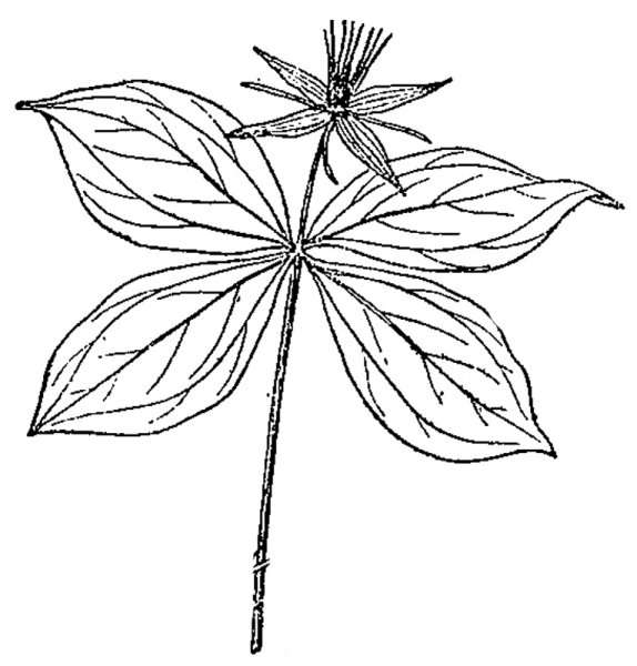 Вороний глаз ягода