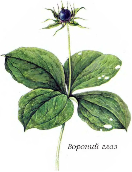 Вороний глаз растение