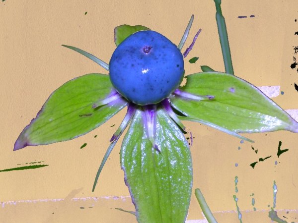 Вороний глаз ботаника