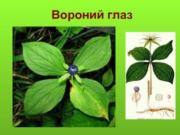 Ландыш Вороний глаз