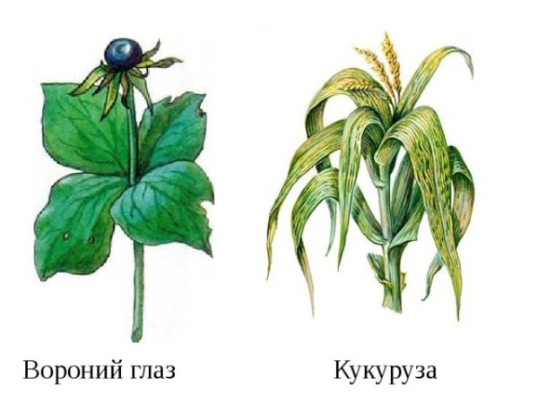 Вороний глаз ягода