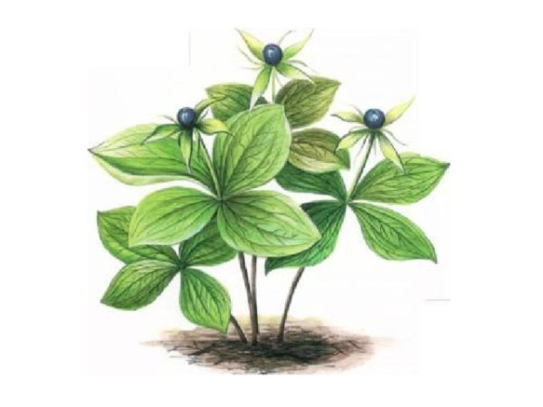 Цветок Вороний глаз раскраска