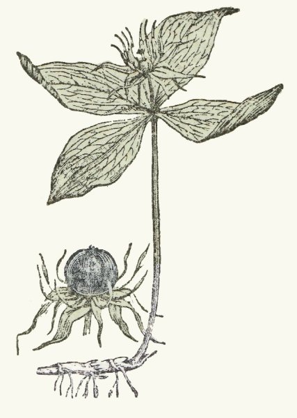 Вороний глаз на белом фоне