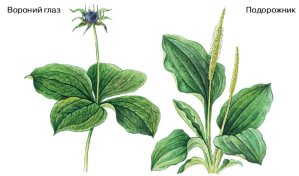 Ядовитые ягоды на прозрачном Вороний глаз