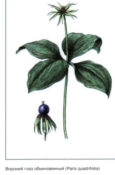 Опасные растения для человека Вороний глаз