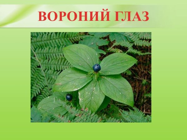 Ядовитая ягода Вороний глаз рисунок