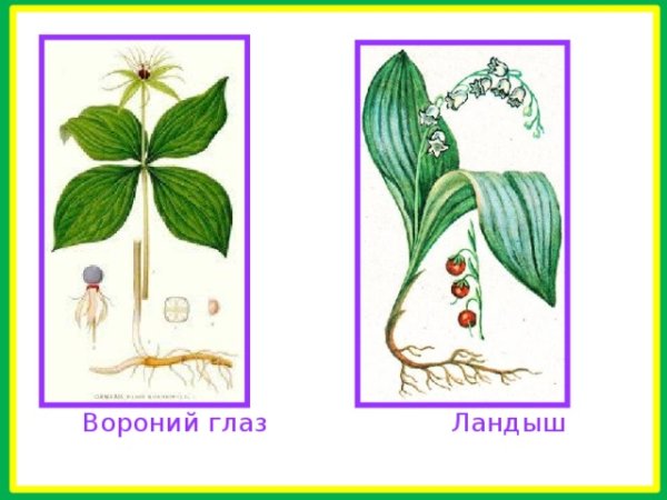 Вороний глаз корневая система