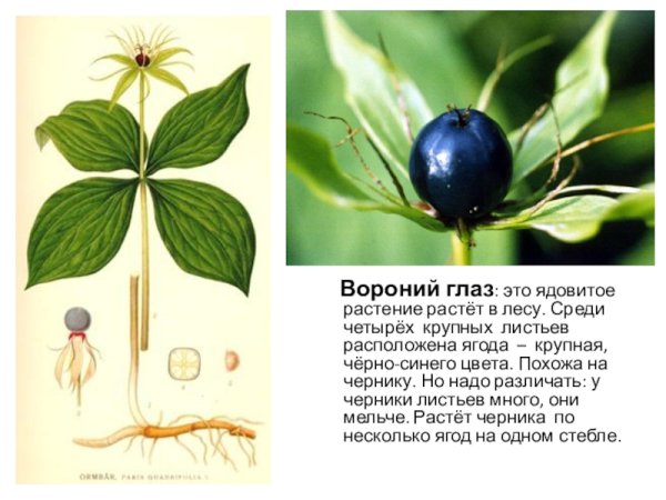 Мутовчатое листорасположение Вороний глаз